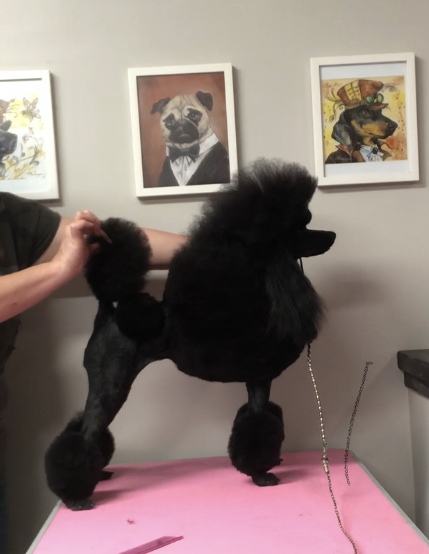 Couture Dogs Grooming | 158 Leach Rd, Roseneath, ON K0K 2X0, Canada | Phone: (905) 352-3335