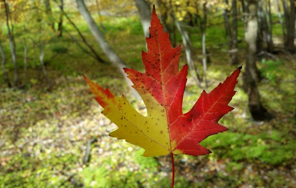 Marais bouthillier | 100 Chemin du Manoir, Rosemère, QC J7A 4R8, Canada