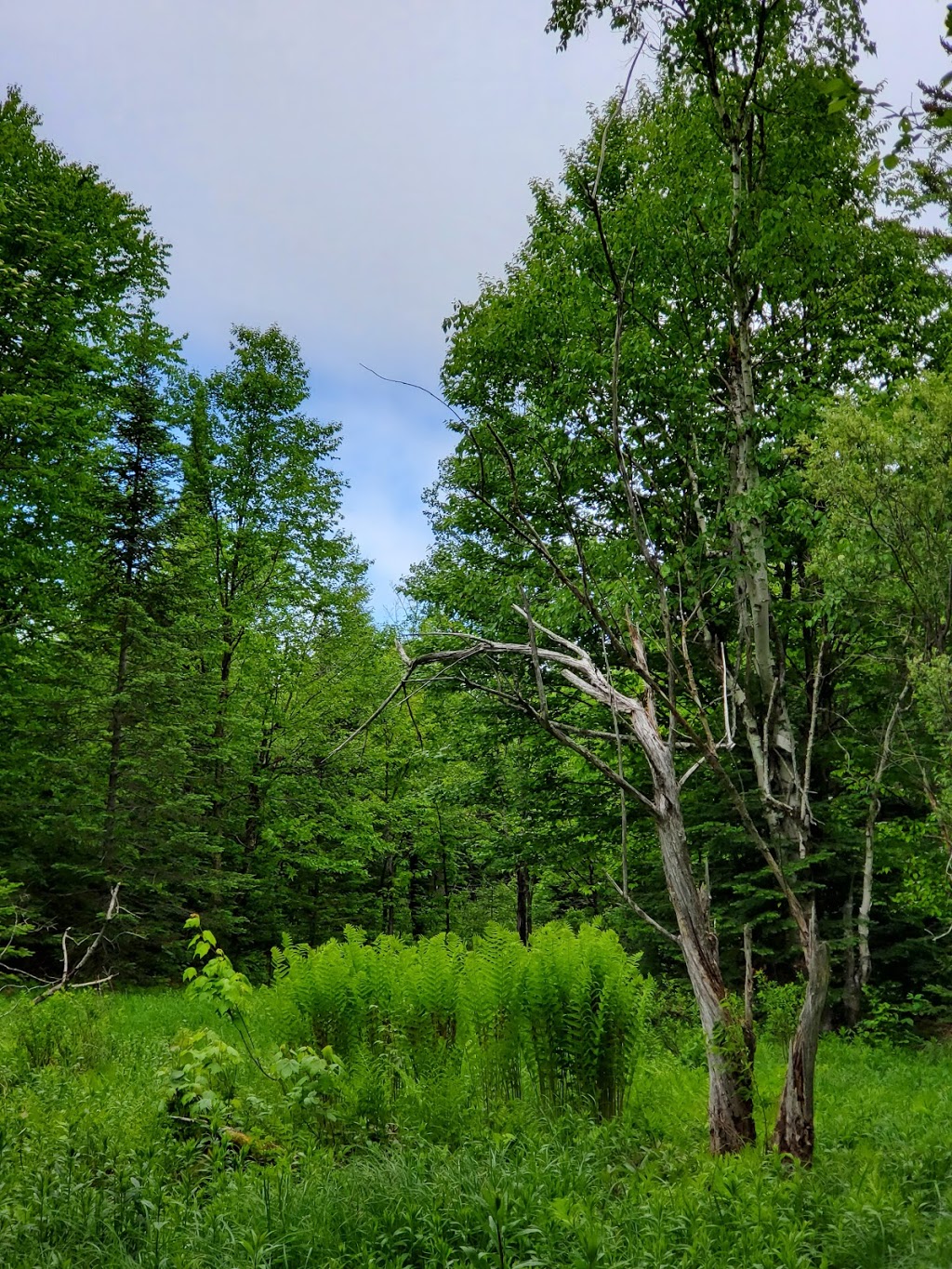 Réseau des Sentiers des Orphelins | 160 Route Principale, Wentworth-Nord, QC J0T 1Y0, Canada | Phone: (450) 712-2507