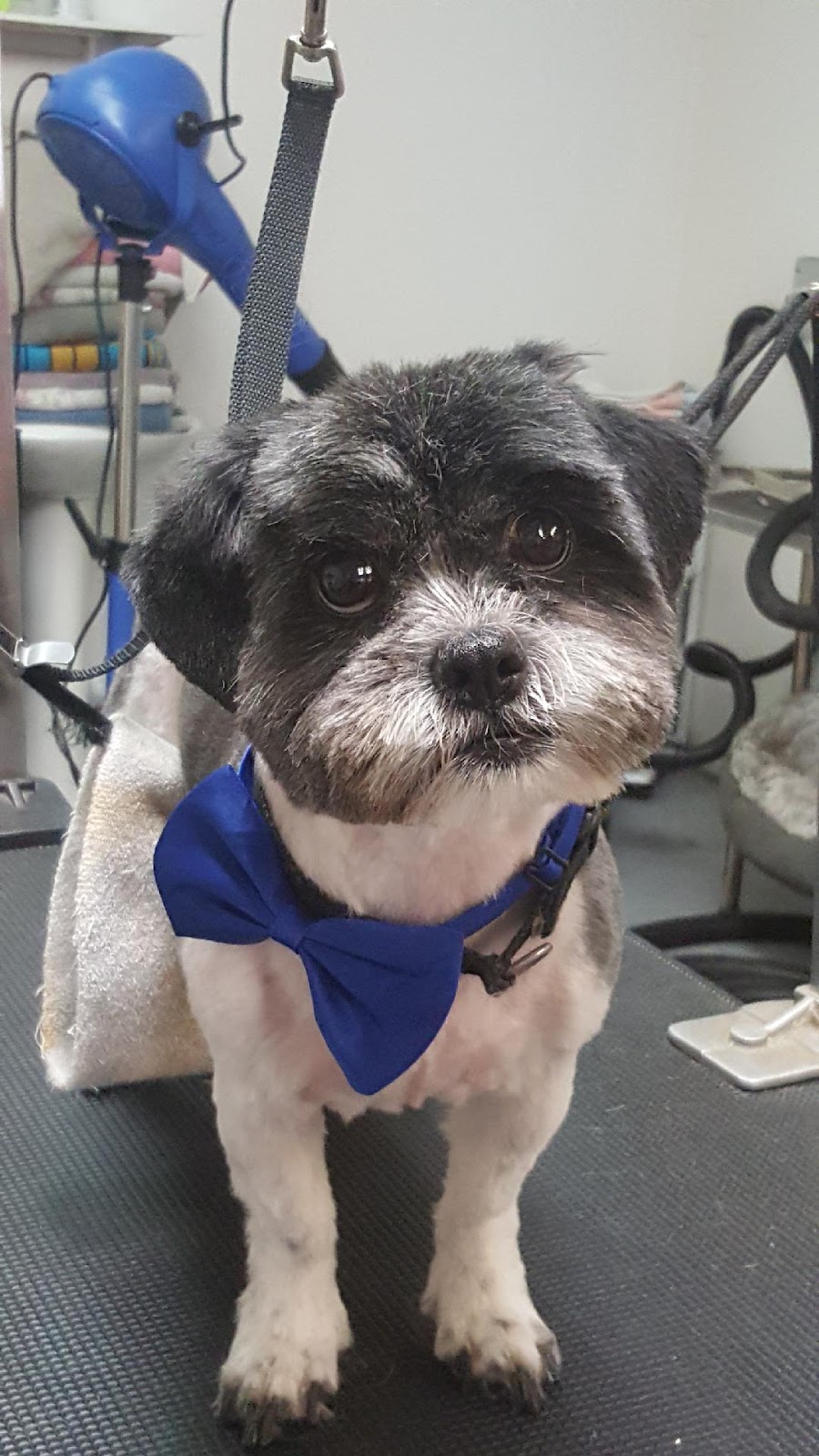 Sookezoomies Dog Grooming | 6596 Sooke Rd, Sooke, BC V9Z 0A7, Canada | Phone: (778) 365-1753