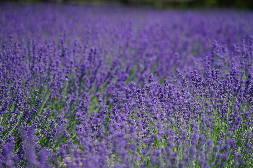 Stonewell Lavender Farm | 9762 Wellington Rd 42, Erin, ON N0B 1T0, Canada | Phone: (905) 757-8781