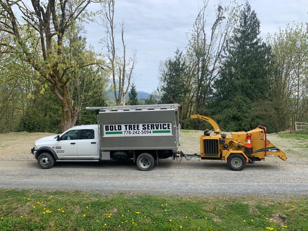 Bold Tree Service | 2937 224 St, Langley, BC V2Z 3B4, Canada | Phone: (778) 242-5094