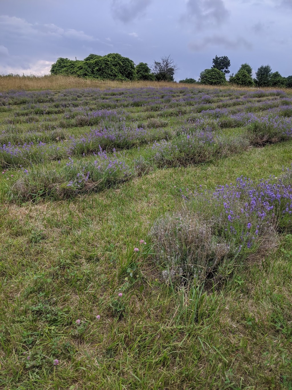 Cuttle Cottage Lavender Farm | 295 Vernonville Rd, Colborne, ON K0K 1S0, Canada | Phone: (905) 355-1984