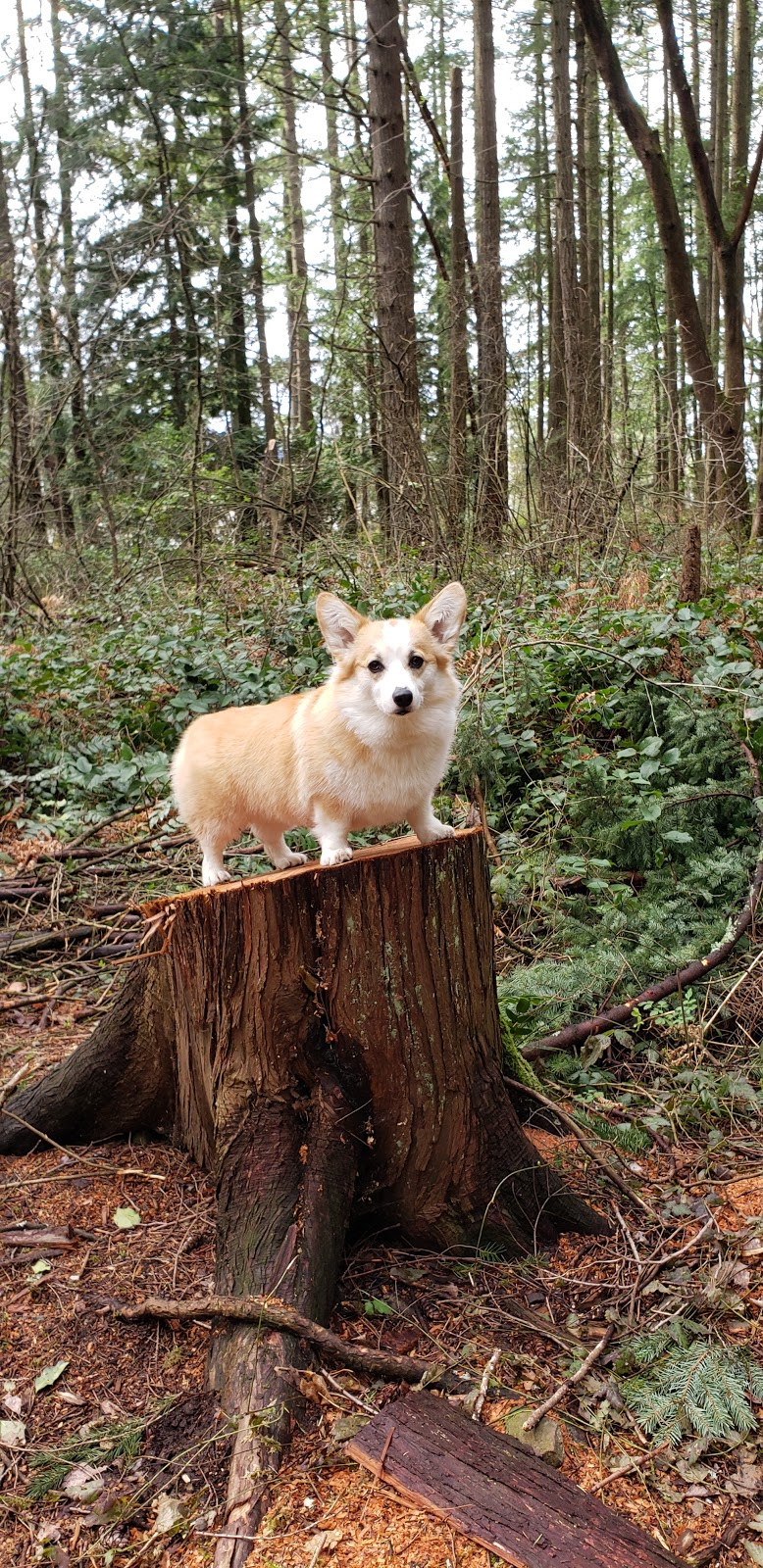 Tempos Pet Spa | 2312 Briarwood Pl, Nanaimo, BC V9T 4J4, Canada | Phone: (250) 585-2060