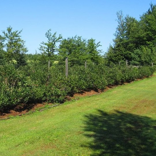 Bleuetière aux Petits Délices | 957 6e Rang, Saint-Jude, QC J0H 1P0, Canada | Phone: (450) 792-3922