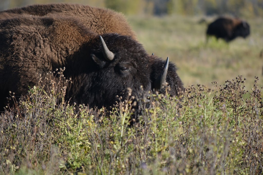 Bison loop road | Unnamed Road, Ardrossan, AB T8G 2A6, Canada