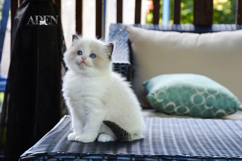 ADEN RAGDOLLS | Port Dover, ON N0A 1N6, Canada | Phone: (905) 627-2255