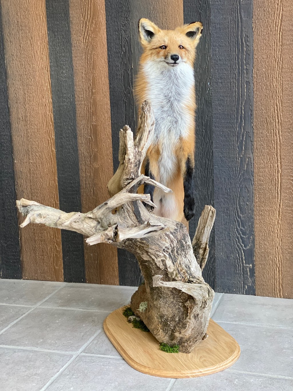 Taxidermie De LEstrie | 3331 Rue King E, Sherbrooke, QC J1E 3Y8, Canada | Phone: (819) 829-3819