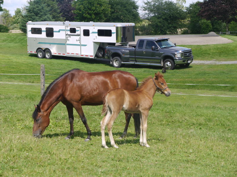 Beaconhurst Stable | 7261 Mercer Rd, Kendal, ON L0A 1E0, Canada | Phone: (905) 938-9572