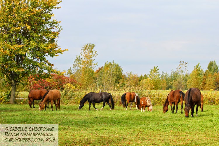 Domaine du Ranch Namaspamoos | 249 Rte 221 sud, Lacolle, QC J0J 1J0, Canada | Phone: (450) 246-4641