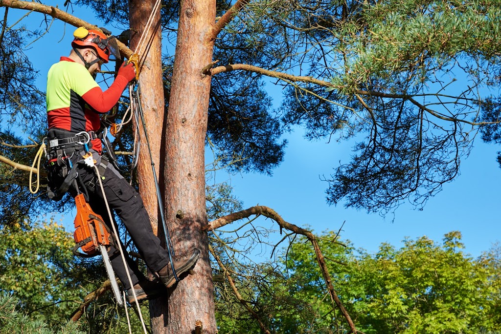 Arbor Solutions Tree Care | 18400 64 Ave, Surrey, BC V3S 1E9, Canada | Phone: (604) 774-5855