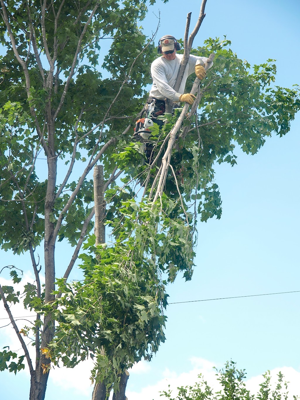 Arboriculture Esh Inc | 896 Rue Lamontagne, Saint-Jérôme, QC J5L 1V2, Canada | Phone: (450) 438-8002