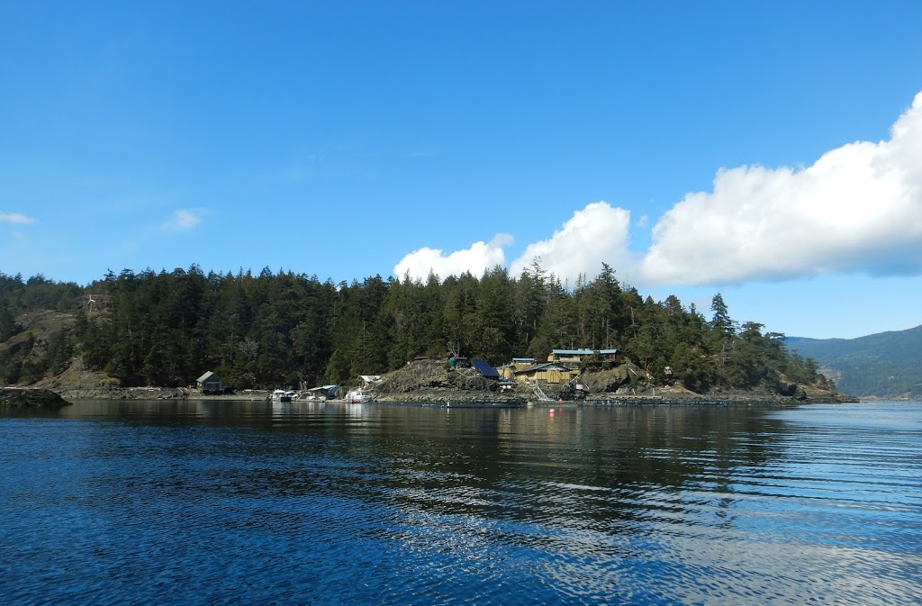 Innovative Aquaculture | Skerry Bay LASQUETI ISLAND, Powell River E, BC V0R 2J0, Canada | Phone: (250) 333-8778