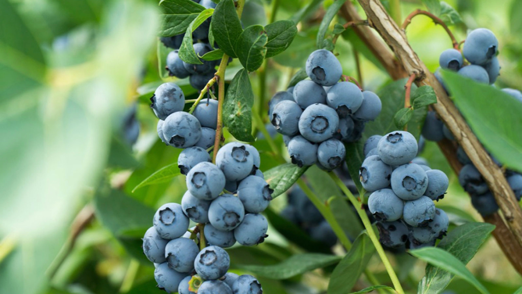 Highland Fruit Packers Ltd. | 90 Winson Rd, Abbotsford, BC V2S 8E8, Canada | Phone: (604) 764-2524