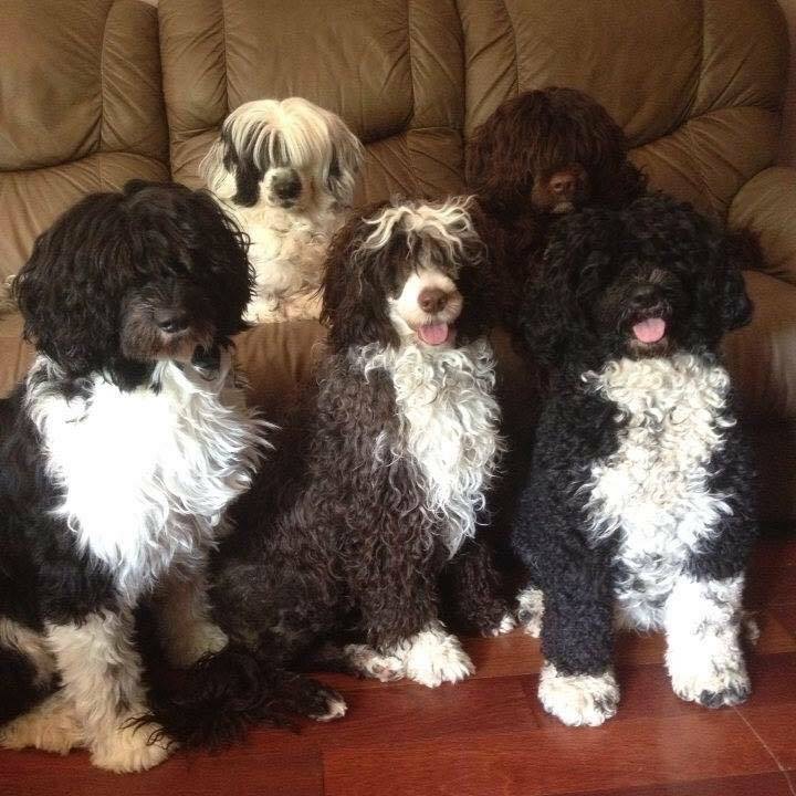 LunaNova Portuguese Water Dogs - Carolynne Issa | LANDLORD/OWNER, 26 McKenzie St, Cambridge, ON N1R 4E1, Canada | Phone: (519) 590-4619