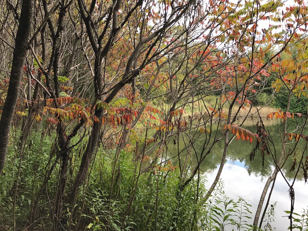 Welsh Tract - Forest Of The Secret Pond Trail | 3741-4367 Line 12, Cookstown, ON L0L 1L0, Canada