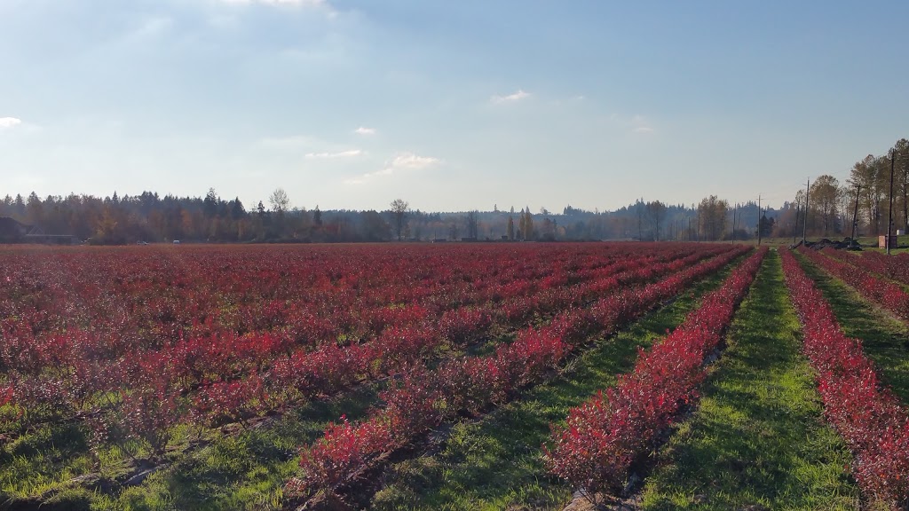 Falconglen Organic Farms | 26345 88 Ave, Langley City, BC V1M 3L9, Canada | Phone: (778) 859-2743