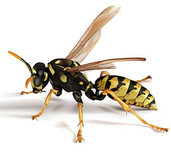 Pestisect Pest Control | 10 Roehampton Crescent, Brampton, ON L6Y 2R4, Canada | Phone: (647) 924-2753