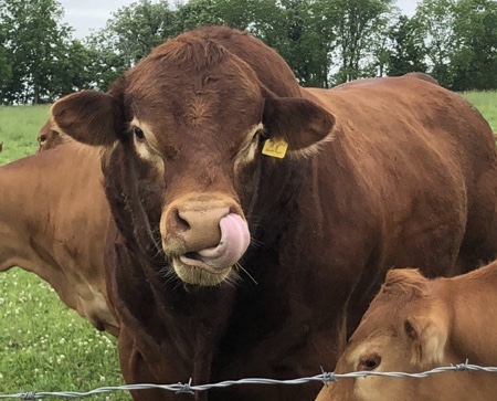 Bow Park Farm Limousin Cattle | 140 Oxbow Rd, Brantford, ON N3T 5L6, Canada | Phone: (905) 483-5161