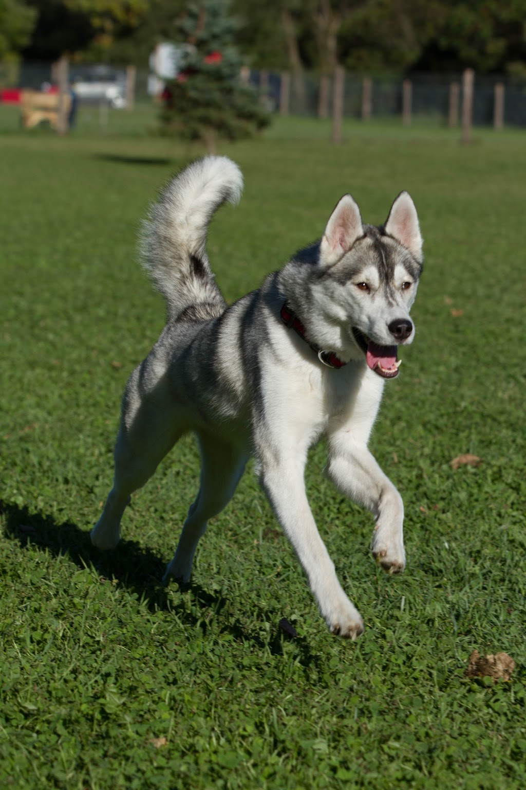 Ferguson Forest Dog Park | Honour Way, Kemptville, ON K0G 1J0, Canada