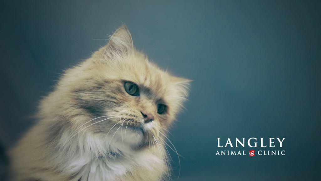 Langley Animal Clinic Ltd | 5758 203 St, Langley City, BC V3A 1W3, Canada | Phone: (604) 534-4813