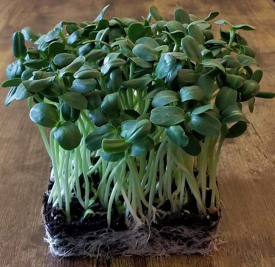 Microgreens St. Catharines | 47 Permilla St, St. Catharines, ON L2S 2G1, Canada | Phone: (418) 932-2275