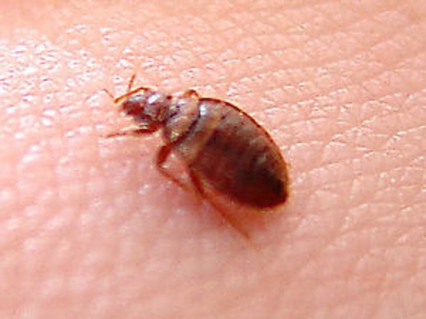 Economical Bedbug Solutions | 193 Prairie Springs Crescent SW, Airdrie, AB T4B 0G1, Canada | Phone: (403) 945-4446