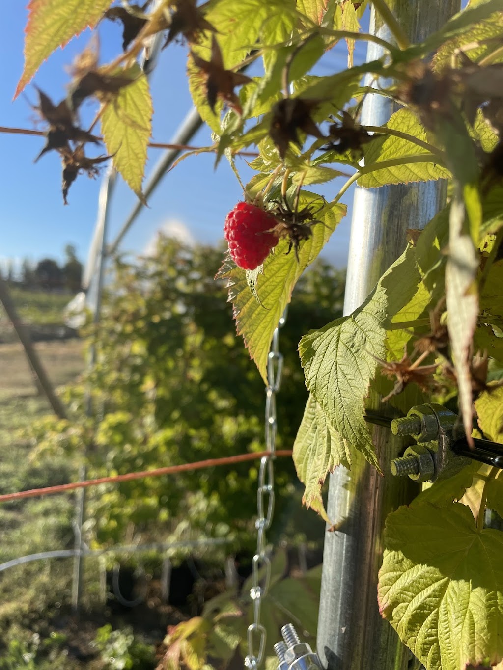 Framboises et Parapluies | 147 Duncan, Saint-Chrysostome, QC J0S 1R0, Canada | Phone: (514) 797-0161