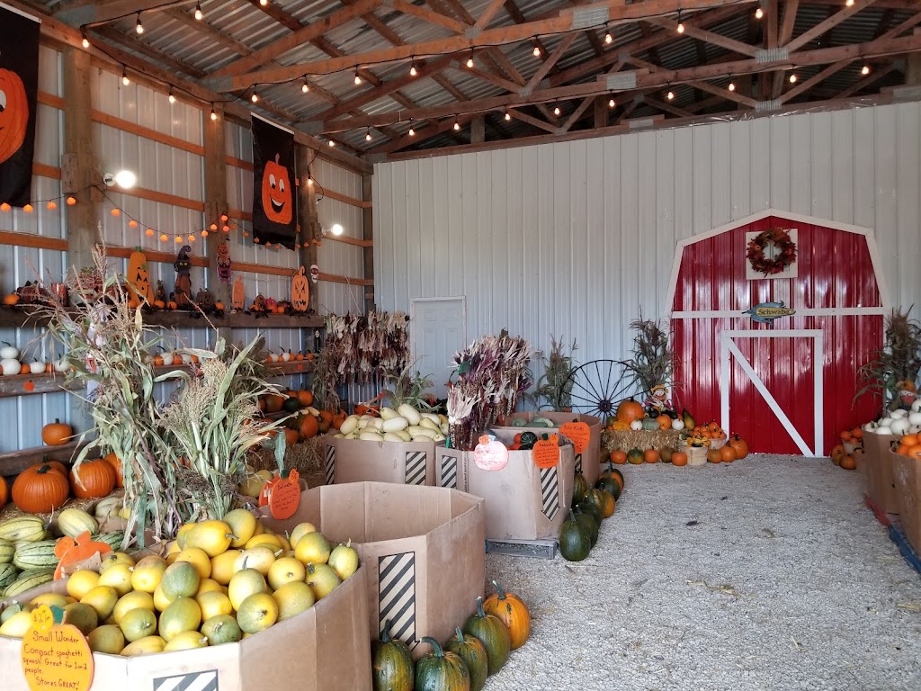 Schwabe Pumpkins | 1160 Meadowdale Rd, Saint Andrews, MB R1A 4H9, Canada | Phone: (204) 296-7215