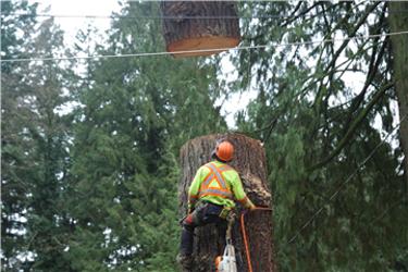 Pacific West Tree Service | 1990 W 1st St, North Vancouver, BC V7P 4V7, Canada | Phone: (604) 980-8334