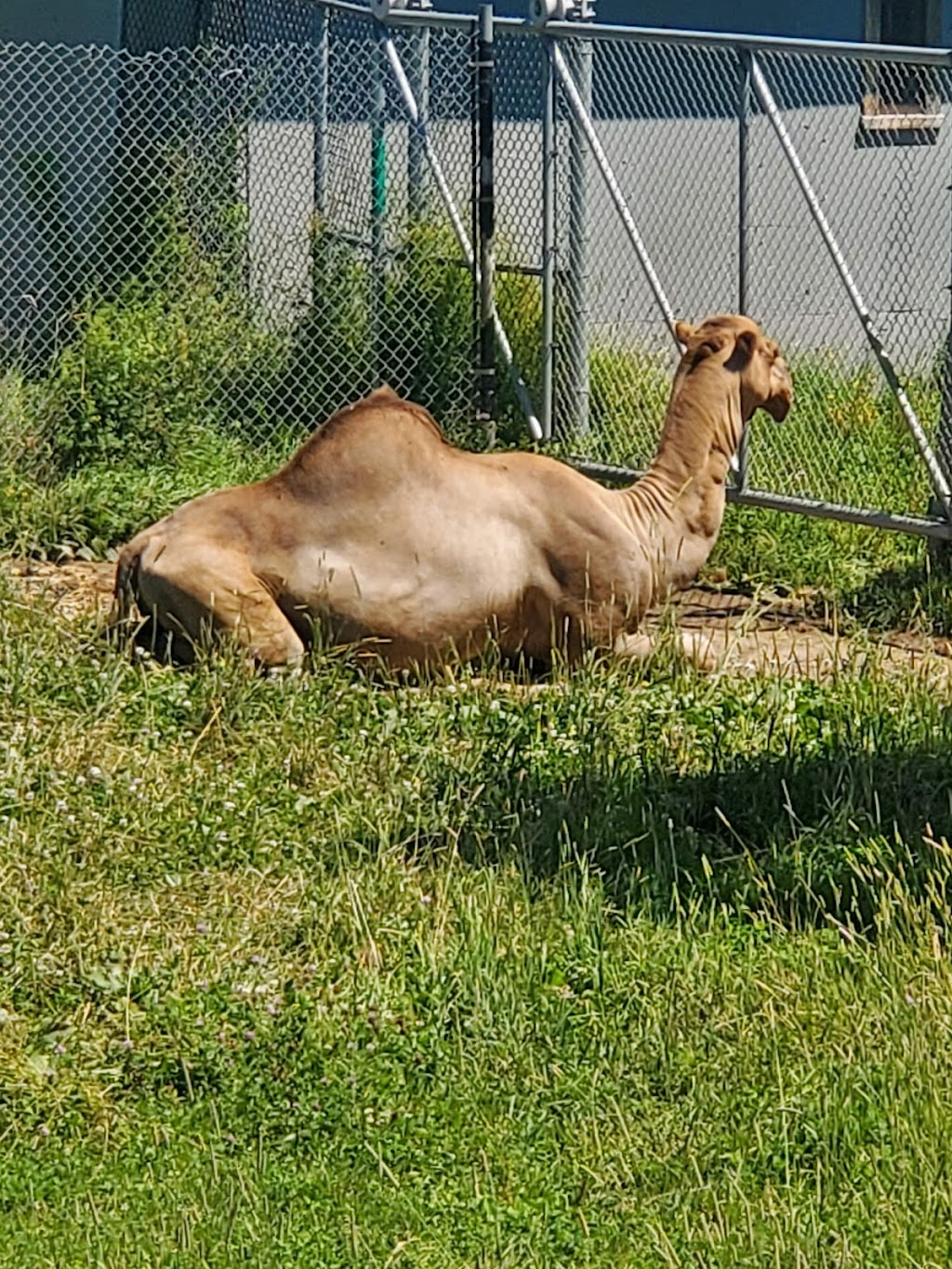 Moncton Zoo Playground & benches | Moncton, NB E1G 4V7, Canada | Phone: (506) 877-7720