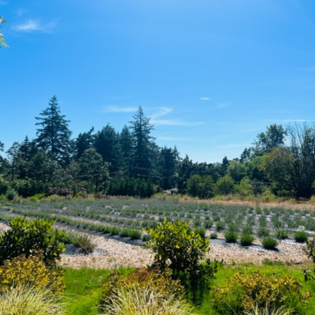 Lavender & Verde | 4671 Pipeline Rd, Victoria, BC V8Z 5M6, Canada | Phone: (250) 740-5308