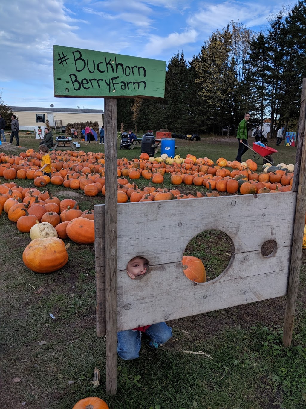 Buckhorn Berry Farm | 3055 Berrie Rd, Lakefield, ON K0L 2H0, Canada | Phone: (705) 657-8888