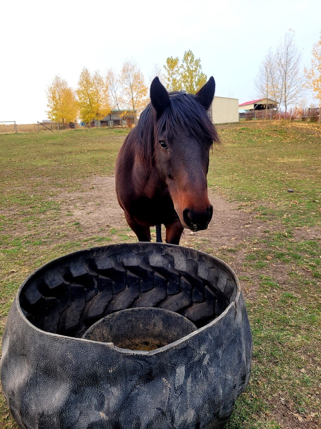 Bold Xpression Farms | Leduc County, 21557 Township Rd 503, Leduc County, AB T0B 3M2, Canada | Phone: (780) 617-0154