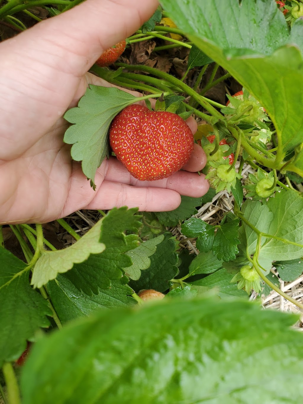 Taylor Strawberry Farm | 1490 Dee Bank Rd, Windermere, ON P0B 1P0, Canada | Phone: (705) 769-2368