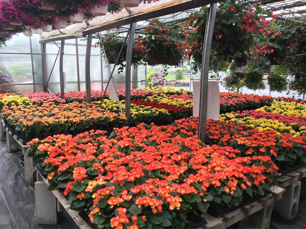 Les Serres Robert Plante Greenhouses | 4228 Navan Rd, Navan, ON K4B 1H9, Canada | Phone: (613) 835-9266