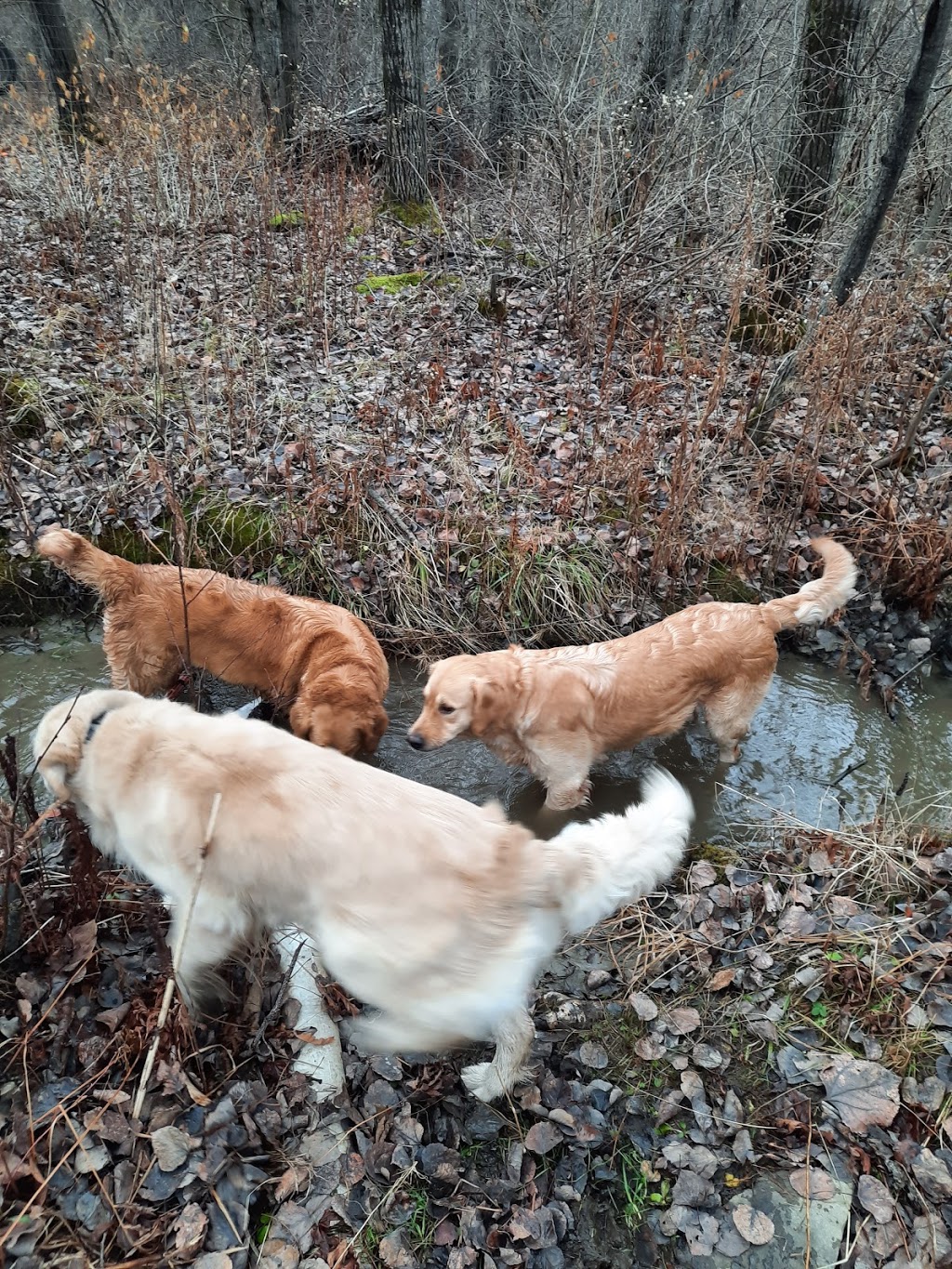 Élevage Diamigold Golden Retriever | 323 Rue Paquet, Saint-François-Xavier-de-Brompton, QC J0B 2V0, Canada | Phone: (819) 932-8844