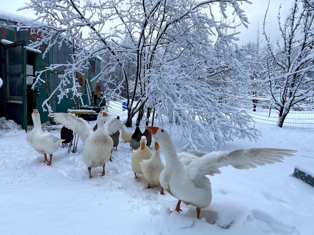 La Petite Ferme Locale | 2359 Bd Perrot, Notre-Dame-de-lÎle-Perrot, QC J7V 8P4, Canada | Phone: (514) 583-8768