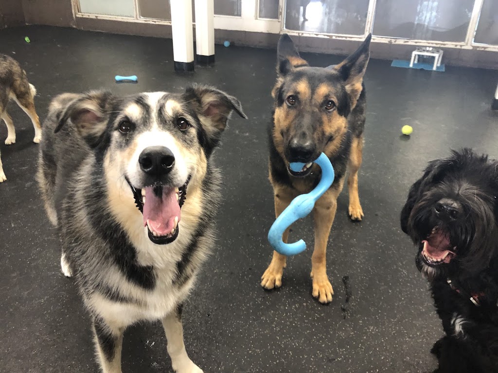 Just Fur Fun Dog Daycare | 1 Laidlaw Blvd, Markham, ON L3P 1W5, Canada | Phone: (905) 471-9361