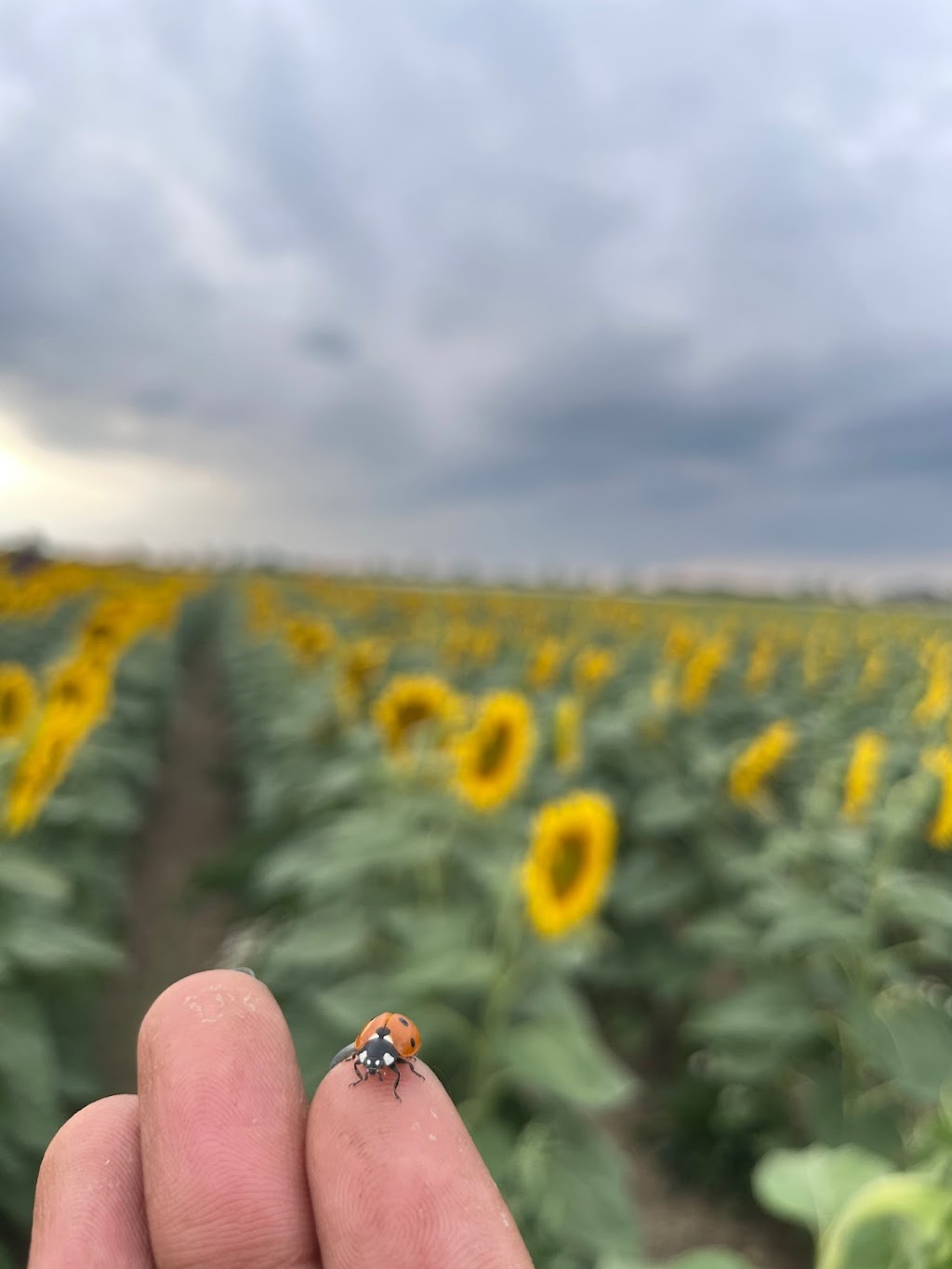 Gill Sunflower Farm | Healey Road and, Centreville Creek Rd, Caledon, ON L7C 0W9, Canada | Phone: (416) 258-8602