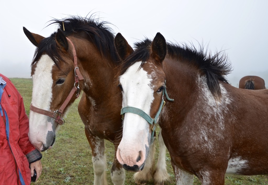 Sky Ridge Clydesdales | 386191 Side Rd 20, Mono, ON L9W 6V3, Canada | Phone: (519) 938-8958