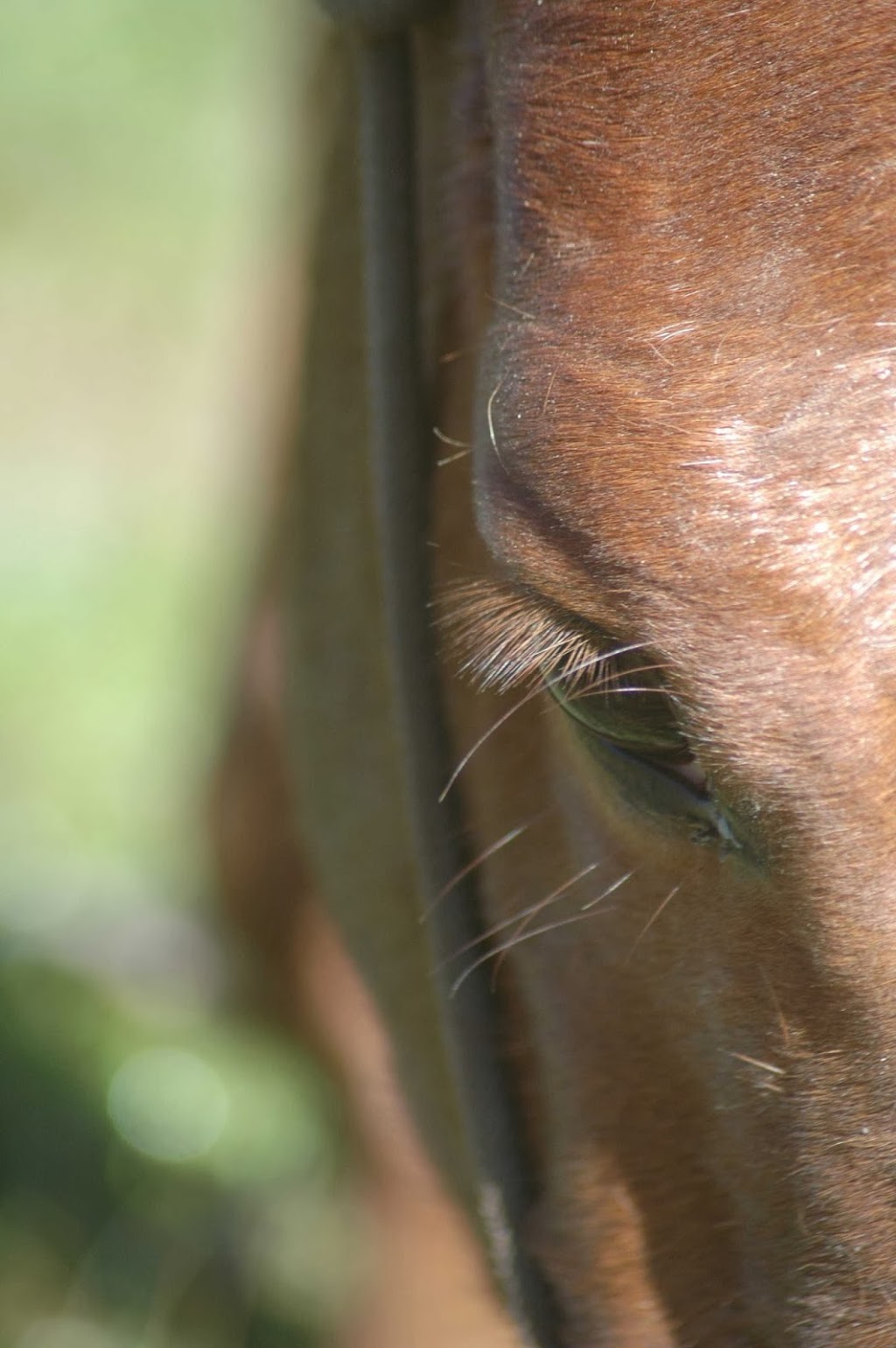 Full Circle Ranch | 44632 Mapleton Line, St. Thomas, ON N5P 3T3, Canada | Phone: (519) 280-0959