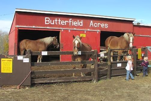 Butterfield Acres Petting Farm | 254077 Rocky Ridge Rd NW, Calgary, AB T3R 1A6, Canada | Phone: (403) 239-0638