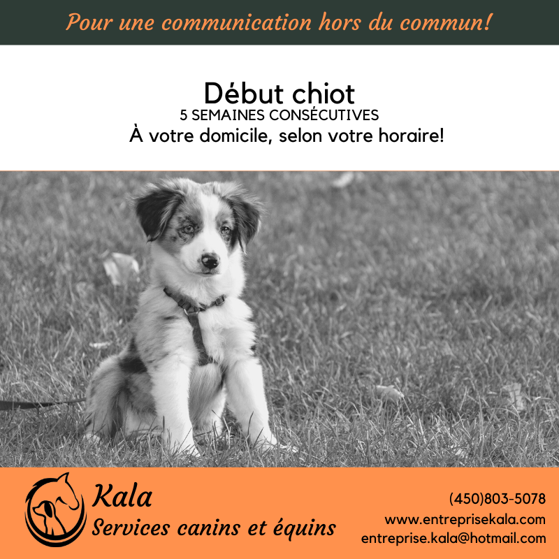 Kala, Services Canins et Équins - Éducation et Dressage- Laval | 368 Rue de Villandraut, Laval, QC H7K 3R2, Canada | Phone: (450) 803-5078