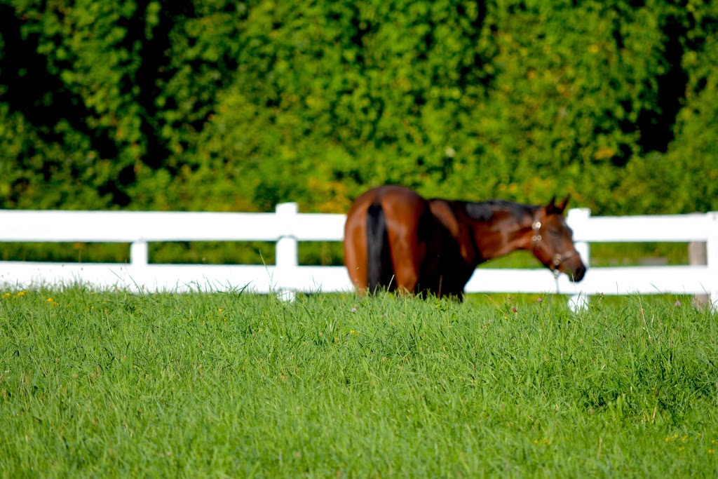 Maplehaven Equestrian centre | 180 Courtland St, Ramara, ON L3V 0K8, Canada | Phone: (416) 732-8408