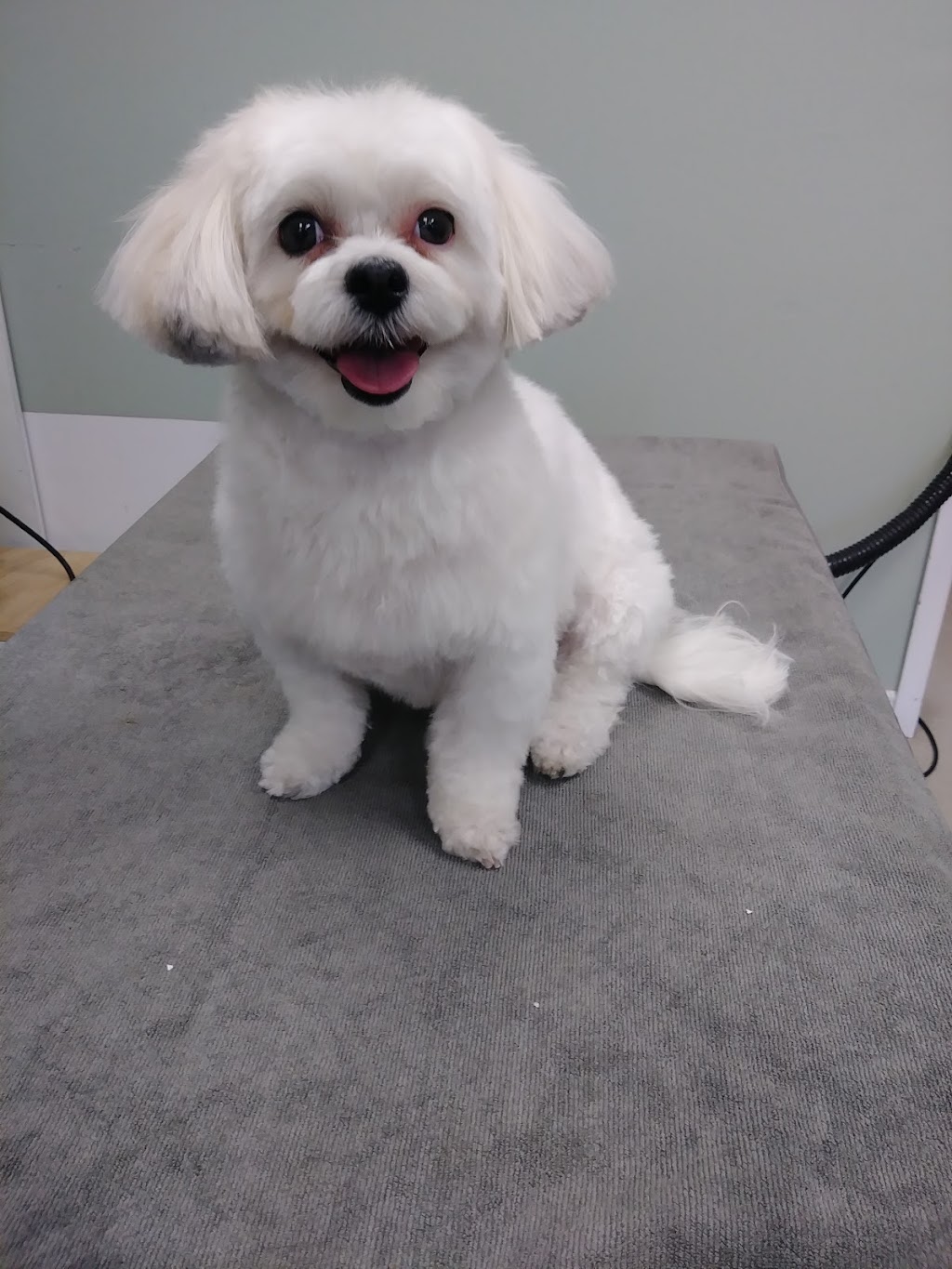 Doggie Delight | 3631 Dixie Rd #20, Mississauga, ON L4Y 4H2, Canada | Phone: (905) 282-9565