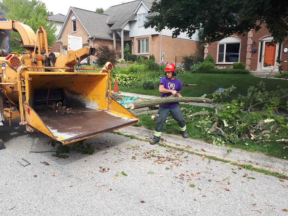 Royal City Tree Care | 18 Landsdown Dr, Guelph, ON N1L 1H2, Canada | Phone: (226) 203-3133