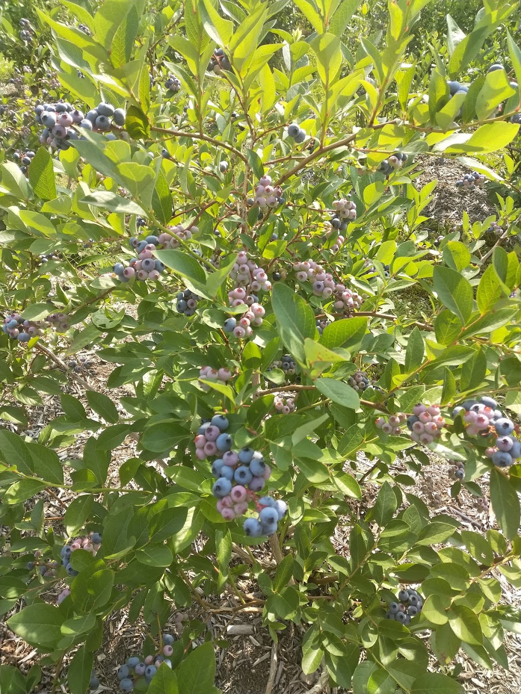 McGregor Brook Blueberries Upick | 325 McGregor Brook Rd, Mount Hebron, NB E4G 1H1, Canada | Phone: (506) 435-0536