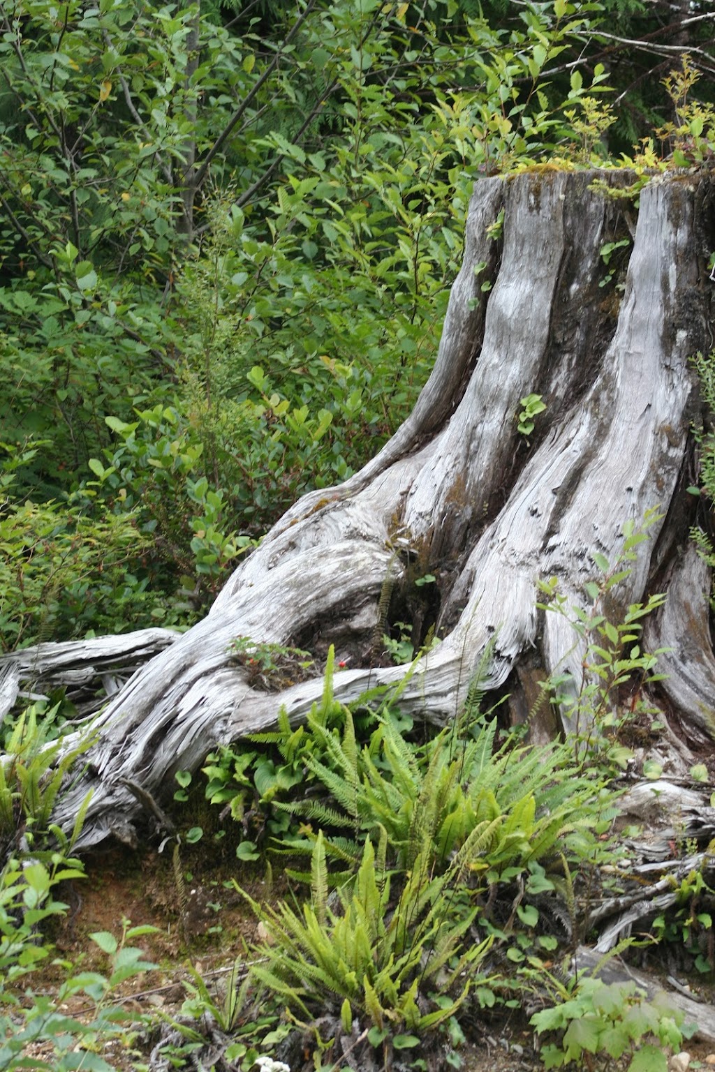 Secret Beach Campground & Kayak Launch | Toquart Bay Rd, Ucluelet, BC V0R 3A0, Canada | Phone: (778) 762-4433