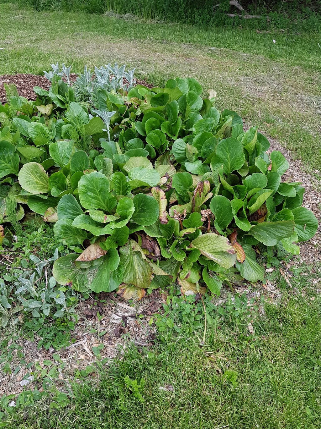 Monarch Waystation Butterfly Garden | Northglen, Oshawa, ON L1J 5A3, Canada